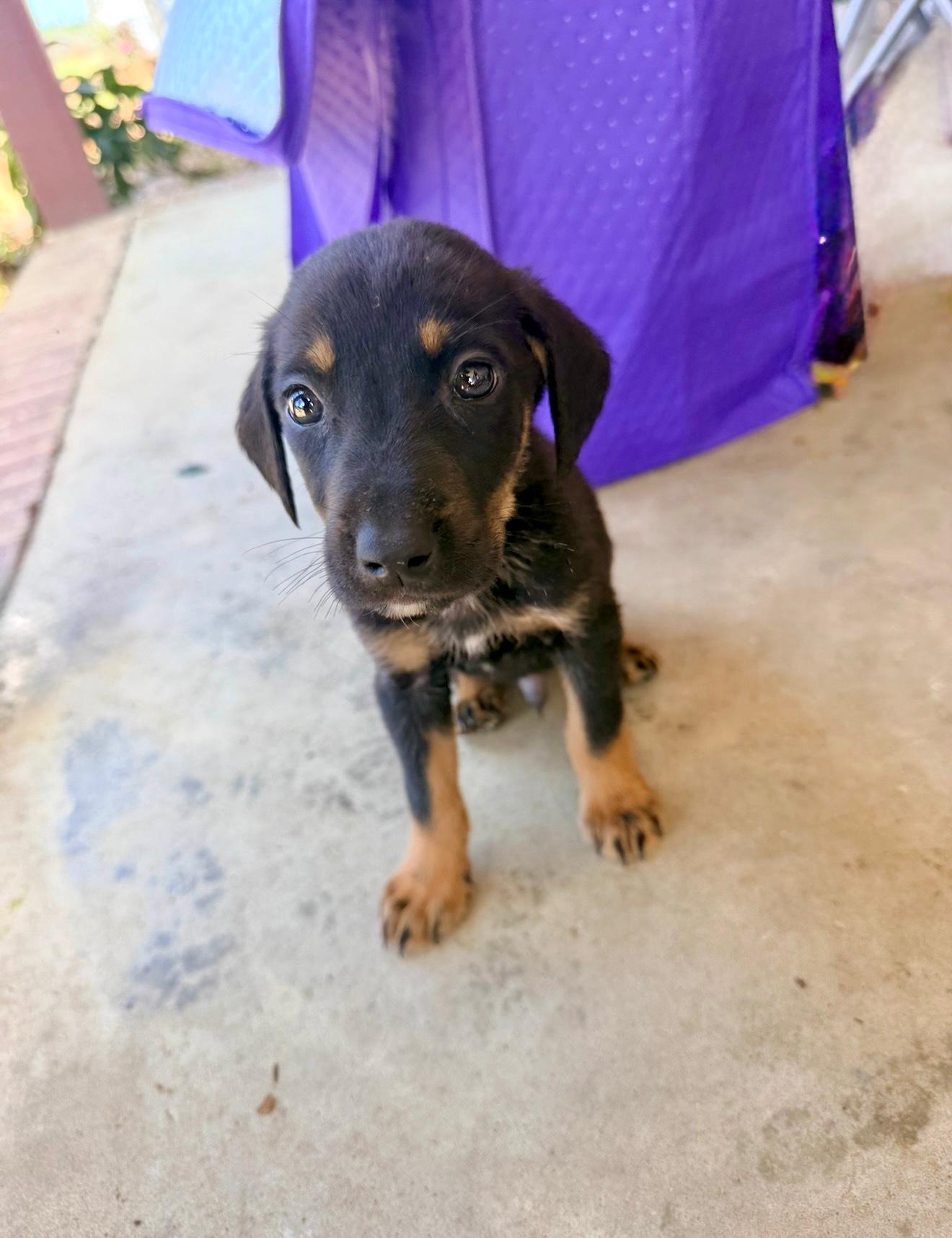 Enlarge Bruno, a ADOPTABLE mixed breed in Douglas, GA image 2/2