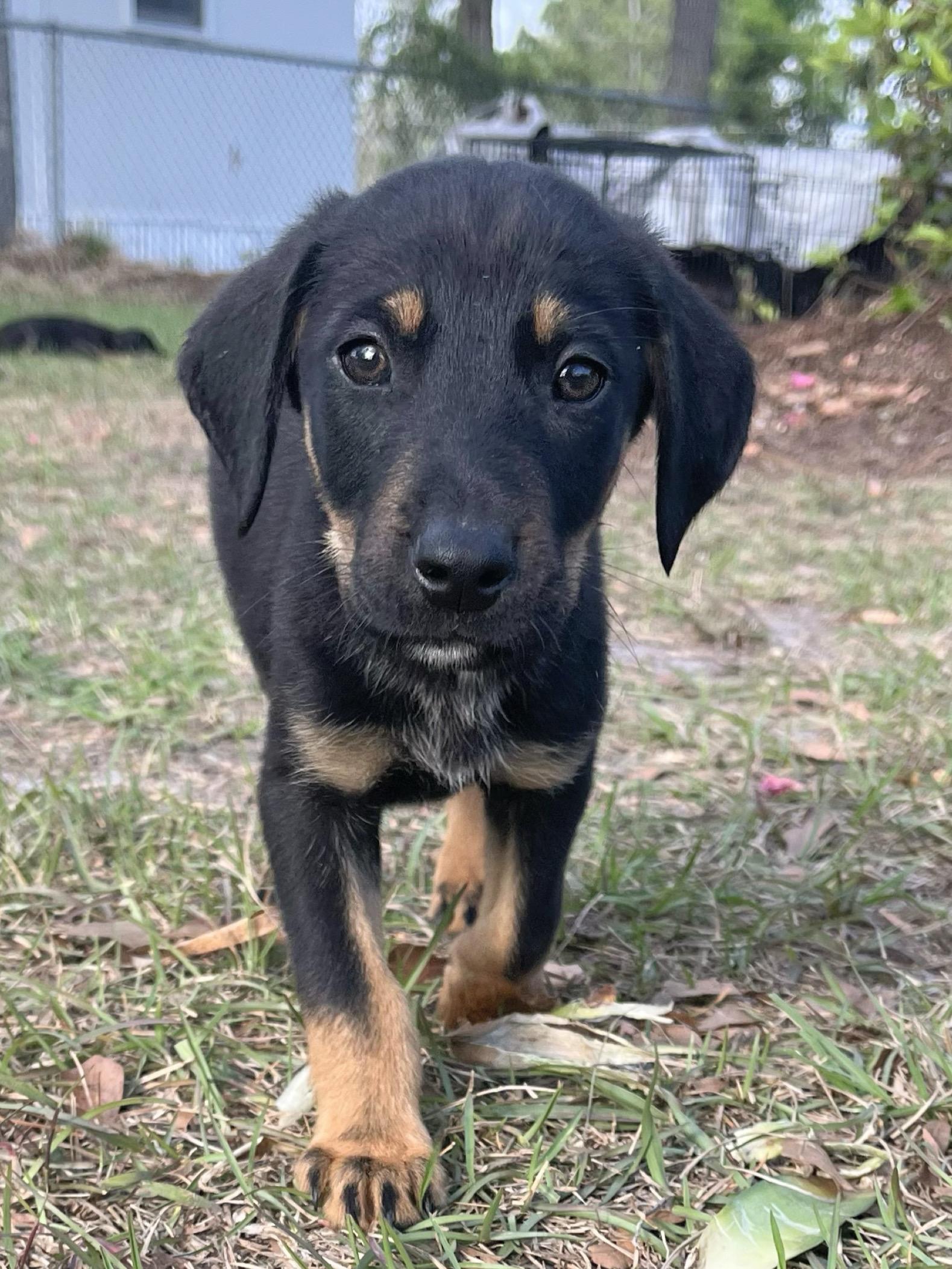 Bruno, ADOPTABLE, Puppy Male Black Labrador Retriever & German Shepherd Dog.