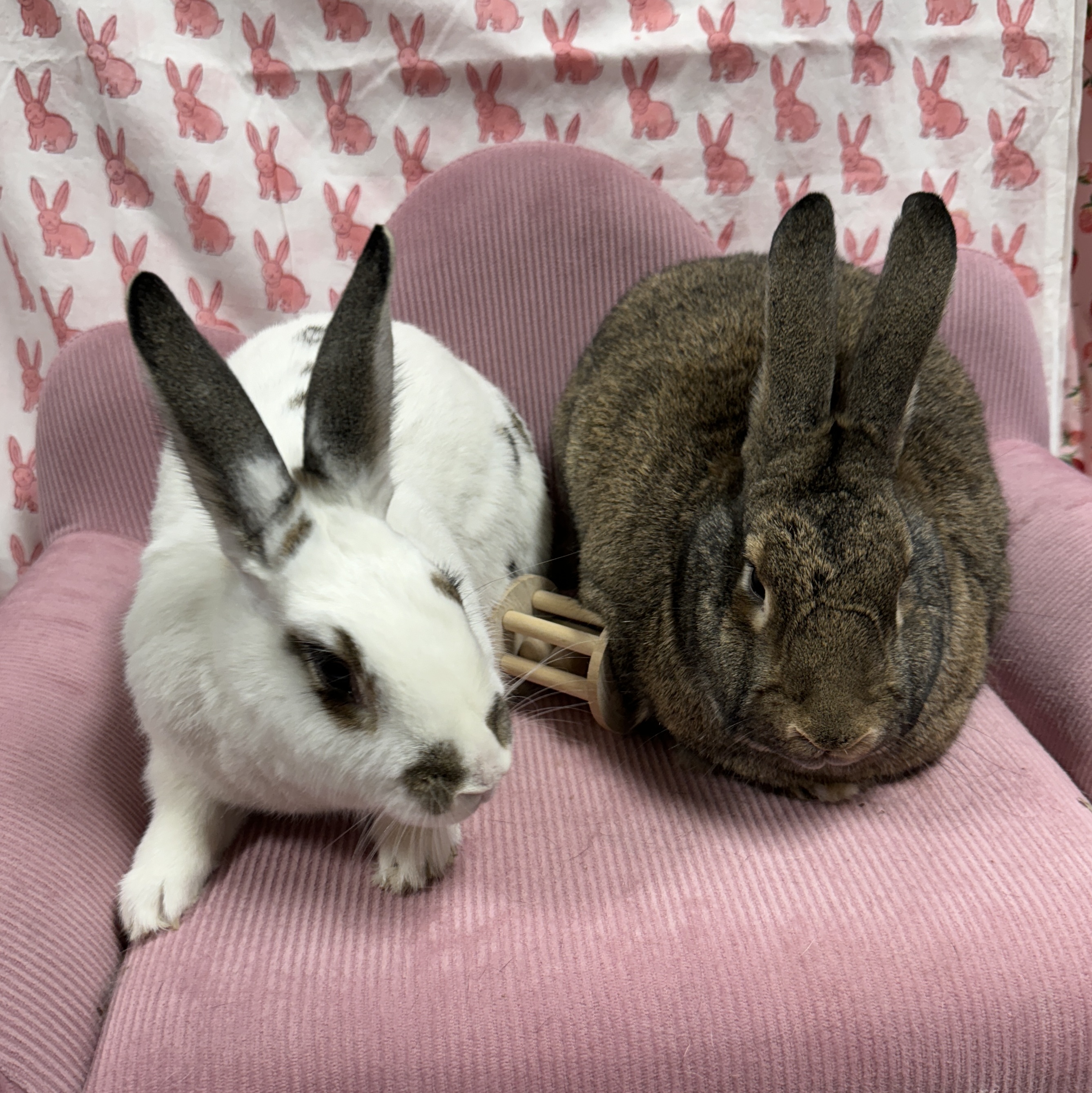 Jack and Sally, a Adoptable mixed breed in SAUCIER, MS image 3/5