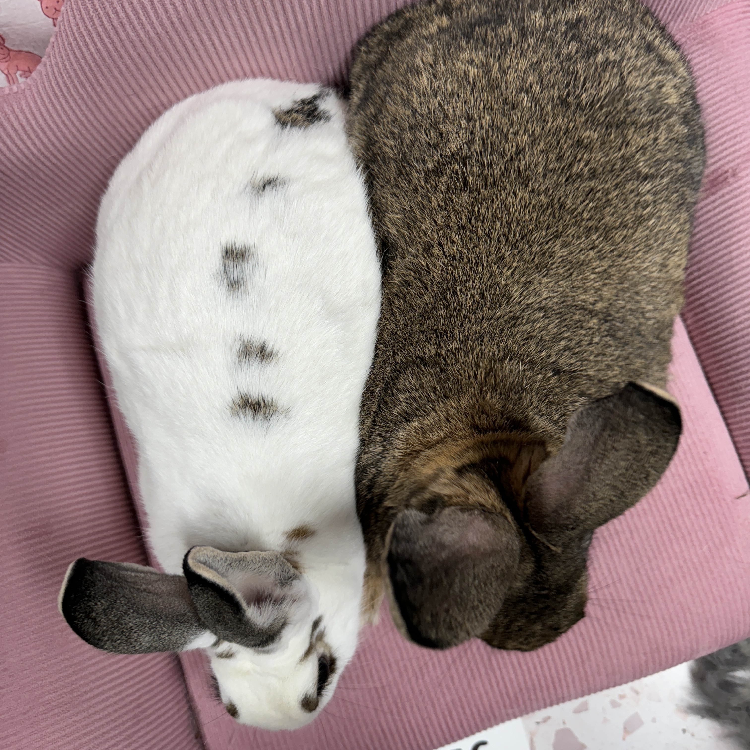 Jack and Sally, a Adoptable mixed breed in SAUCIER, MS image 5/5