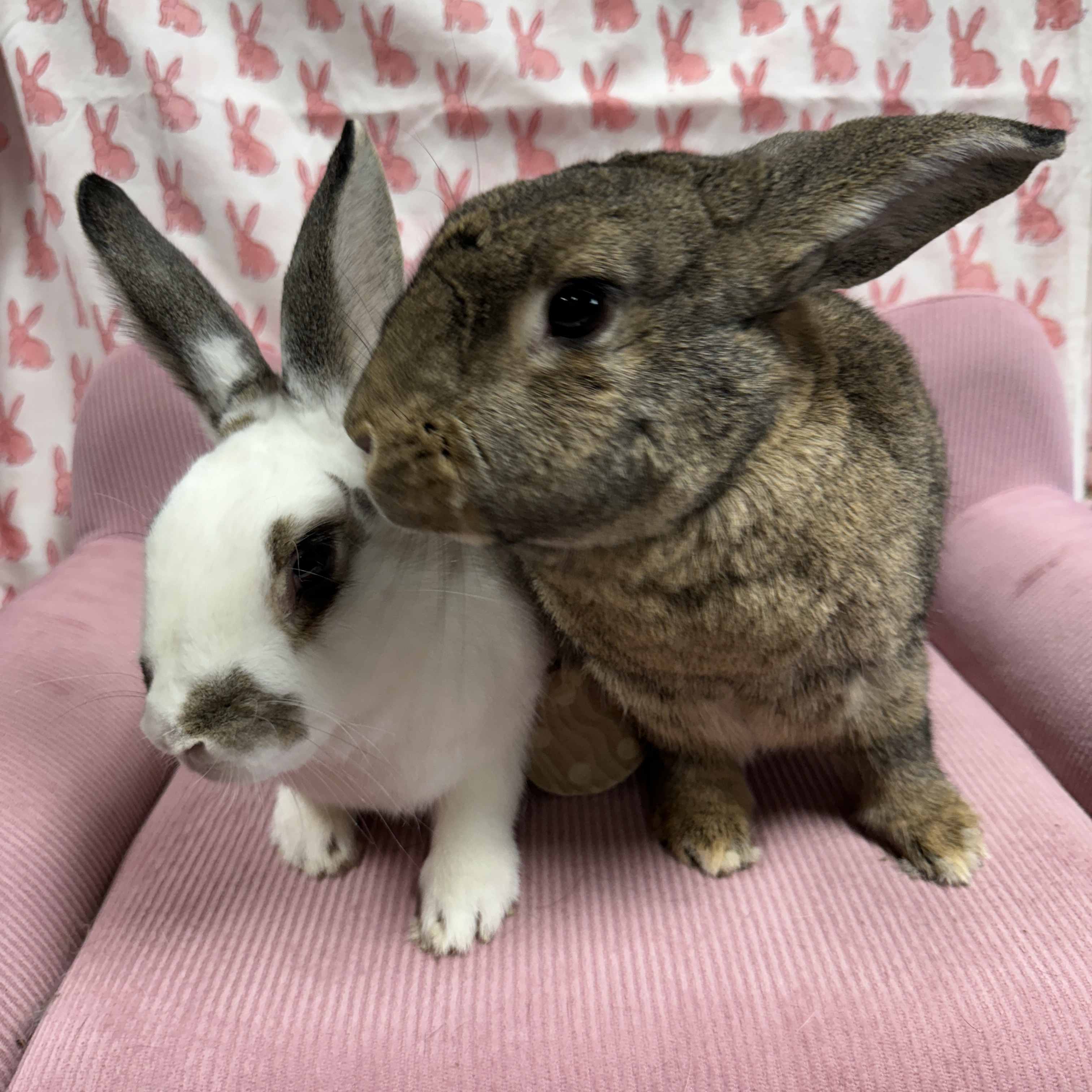 Jack and Sally, a Adoptable mixed breed in SAUCIER, MS image 2/5