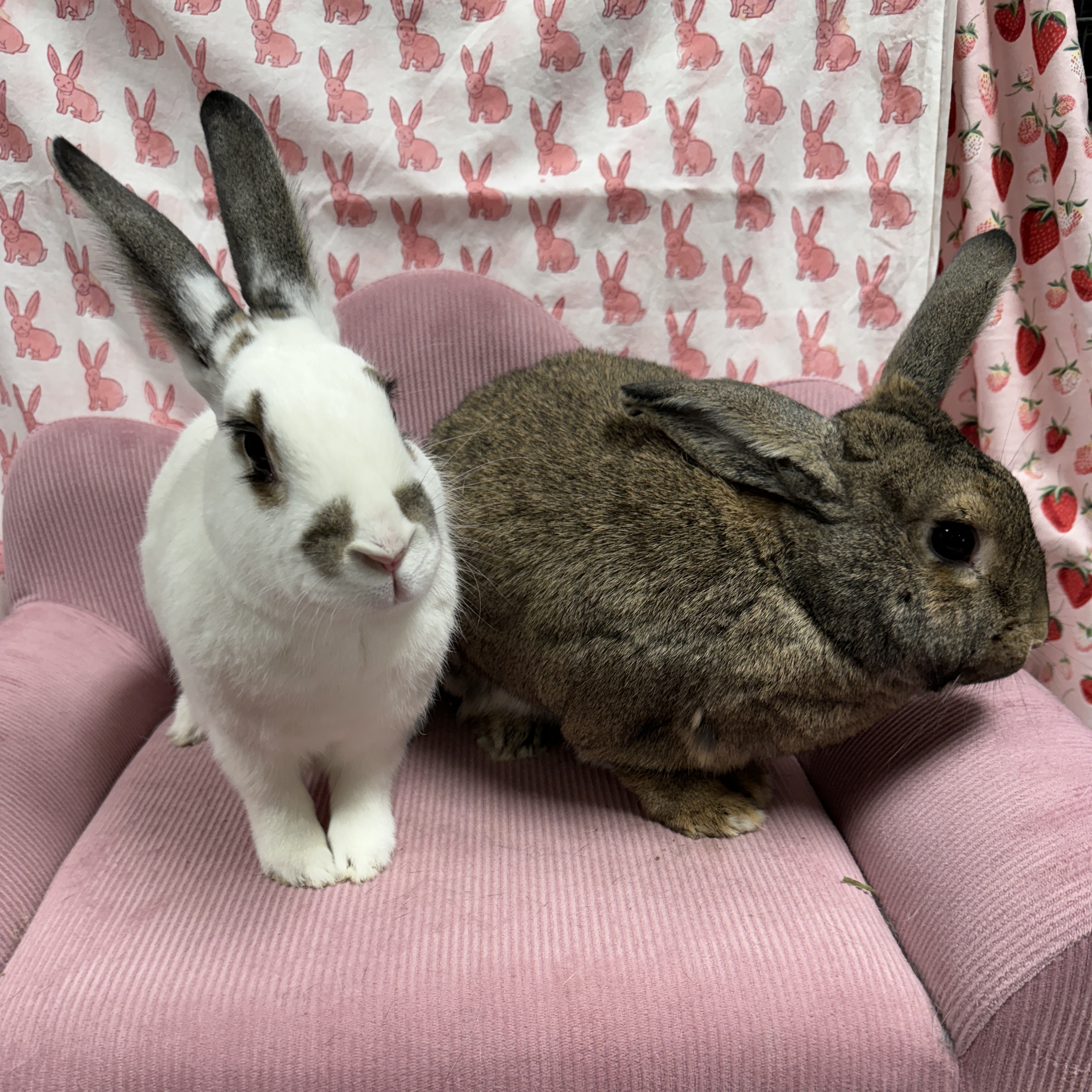 Jack and Sally, a Adoptable mixed breed in SAUCIER, MS image 4/5