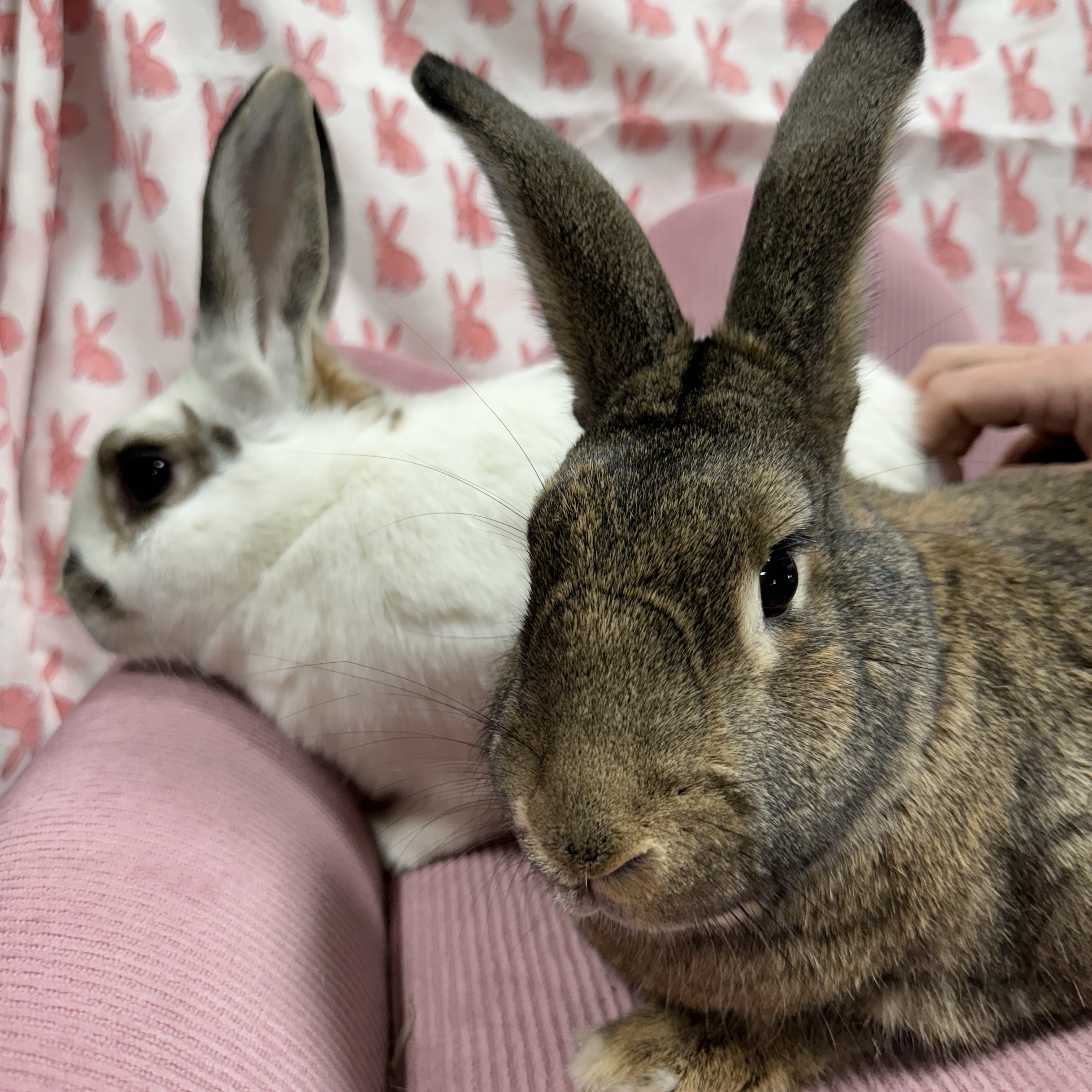 Jack and Sally, a Adoptable mixed breed in SAUCIER, MS image 1/5