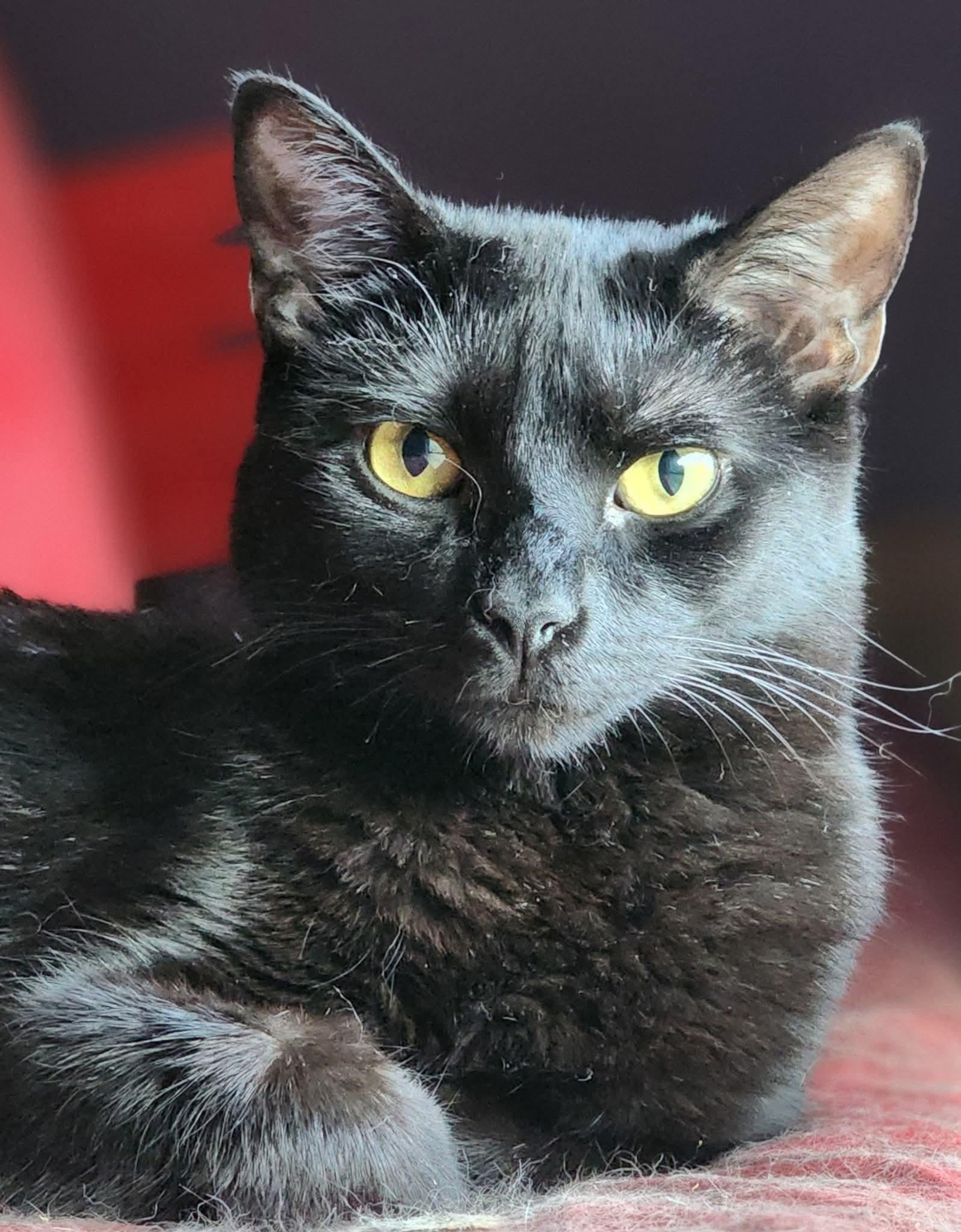 Nakia, ADOPTABLE, Young Female Domestic Short Hair.