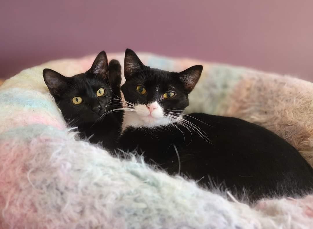 Nakia, a ADOPTABLE Domestic Short Hair in Johnson City, TN image 4/6