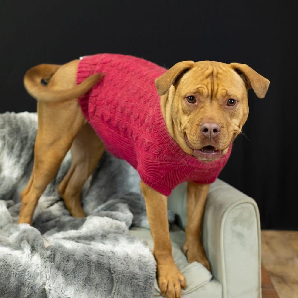 Alliyah (Sponsored), Adoptable, Adult Female Pit Bull Terrier.