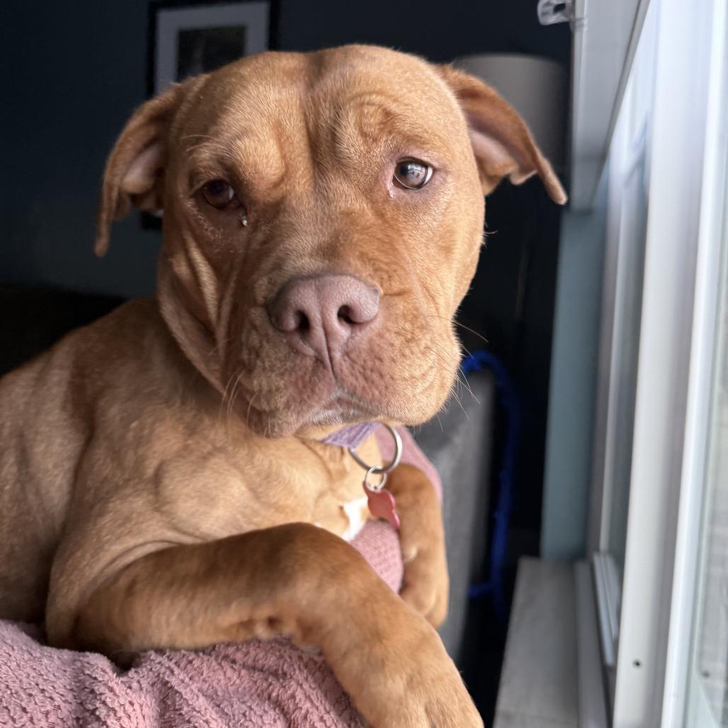 Enlarge Alliyah (Sponsored), a Adoptable Pit Bull Terrier in East Saint Louis, IL image 2/6