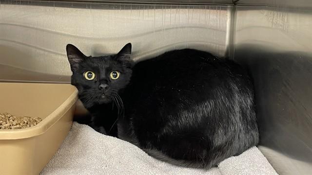 PORCUPINE, Adoptable, Adult Male Domestic Short Hair.