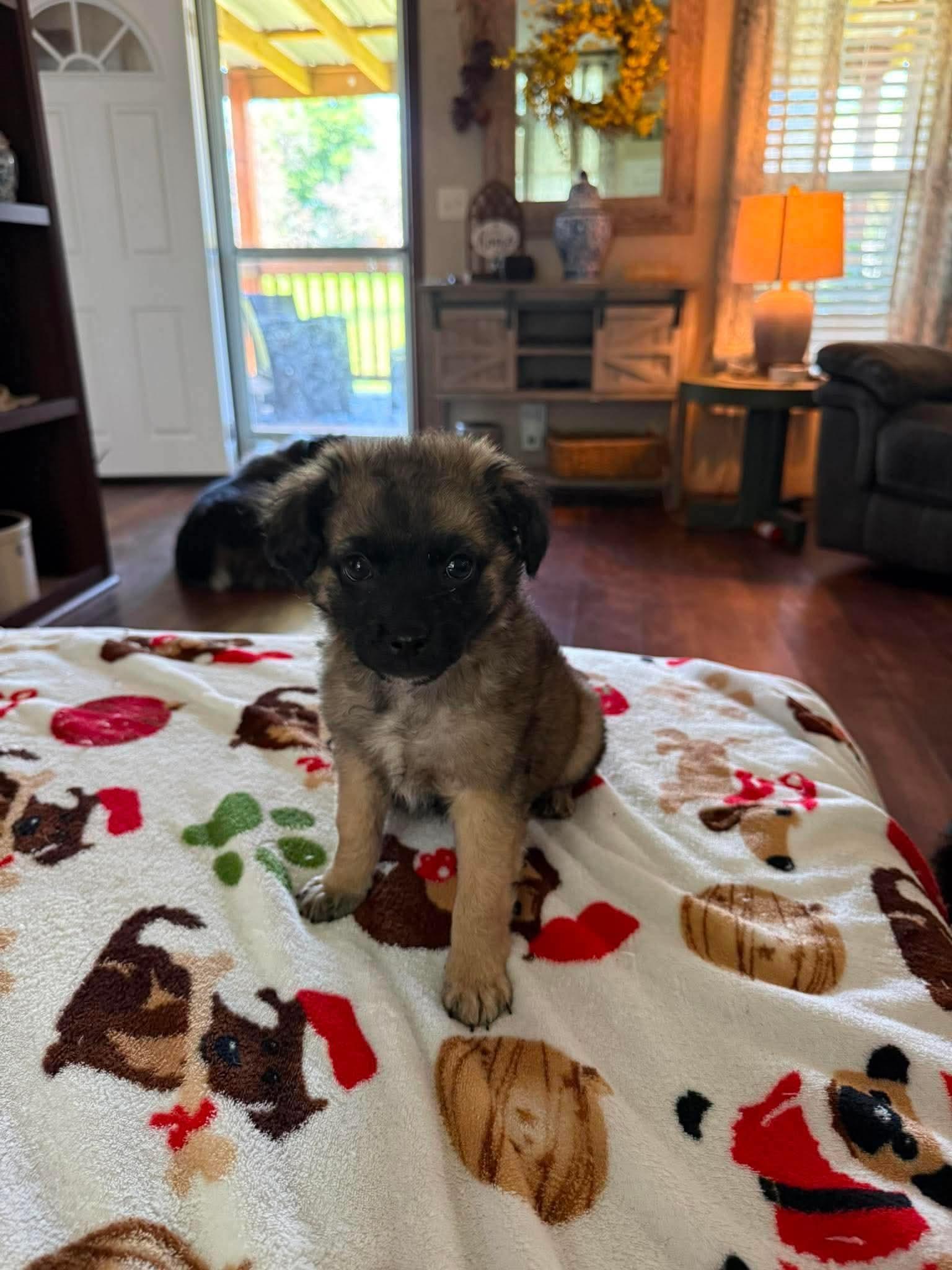 Enlarge Woodrow, an adopted mixed breed in Cleveland, OK image 1/1