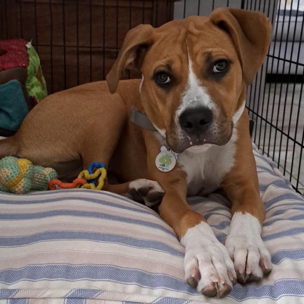 Willow, Adoptable, Young Female Boxer.