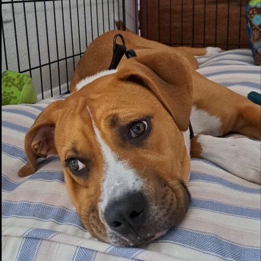 Willow, a Adoptable Boxer in Key Largo, FL image 2/3