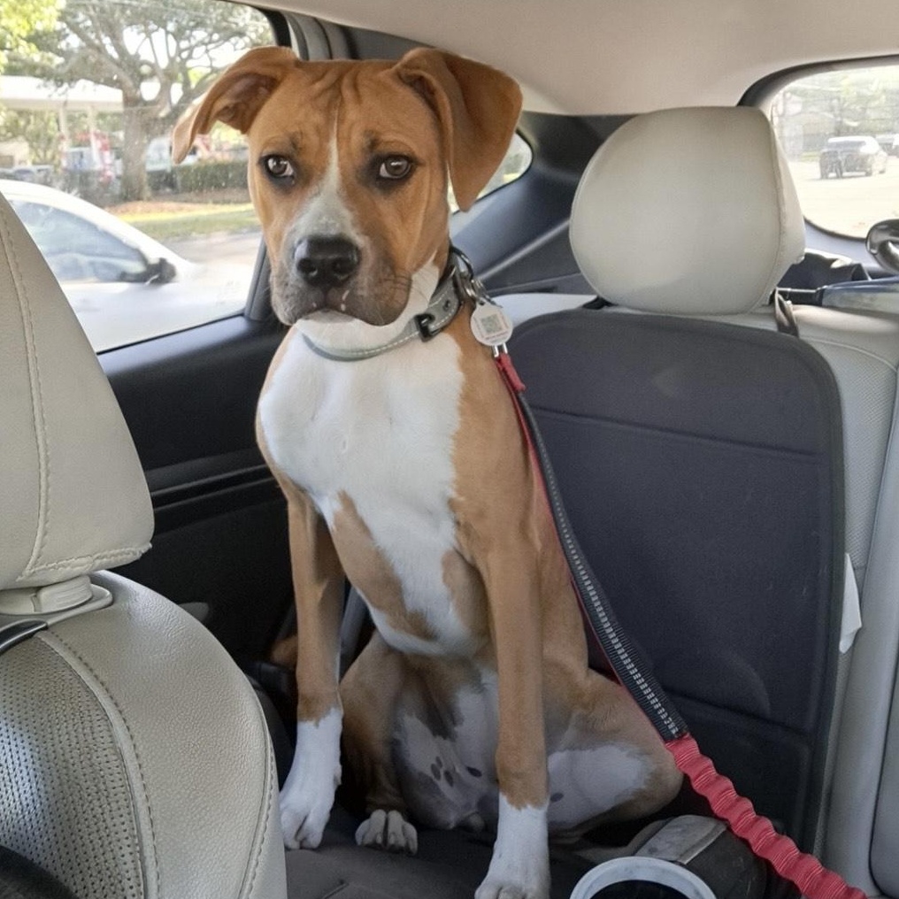 Willow, a Adoptable Boxer in Key Largo, FL image 3/3