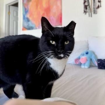 Enlarge A Capella, a Adoptable Domestic Short Hair in Richmond, VA image 2/6