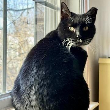 Enlarge A Capella, a Adoptable Domestic Short Hair in Richmond, VA image 4/6