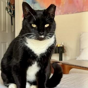 Enlarge A Capella, a Adoptable Domestic Short Hair in Richmond, VA image 3/6