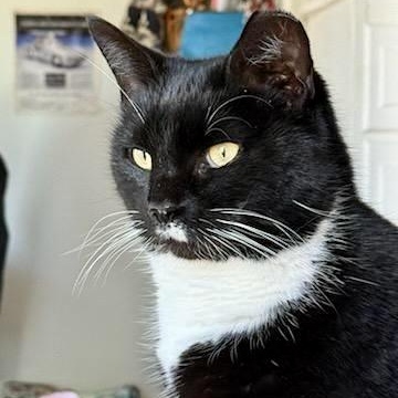 Enlarge A Capella, a Adoptable Domestic Short Hair in Richmond, VA image 1/6