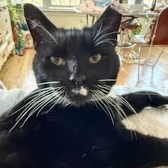 Enlarge A Capella, a Adoptable Domestic Short Hair in Richmond, VA image 6/6