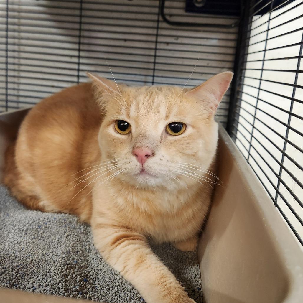 Enlarge Sol, a Adoptable Domestic Short Hair in Delaware, OH image 1/6