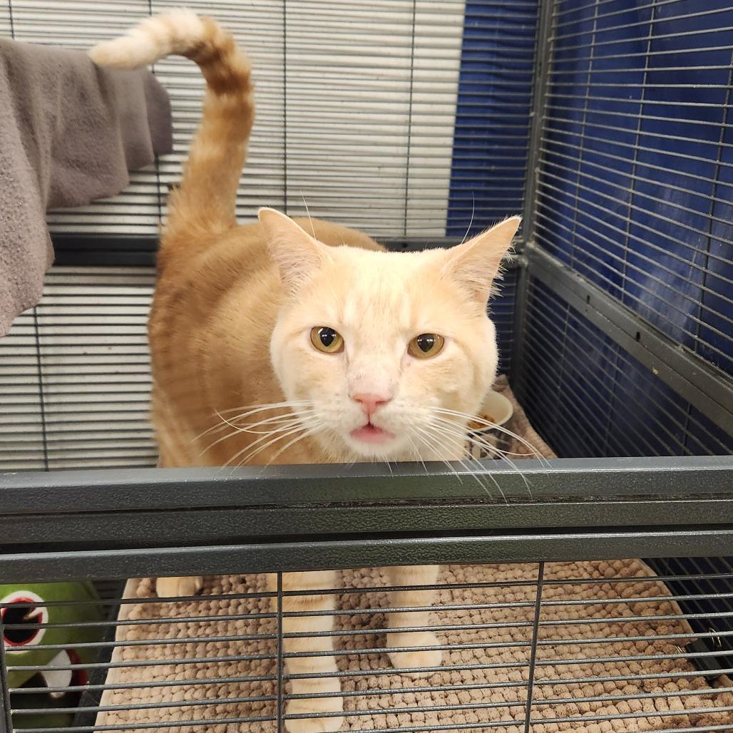 Enlarge Sol, a Adoptable Domestic Short Hair in Delaware, OH image 2/6
