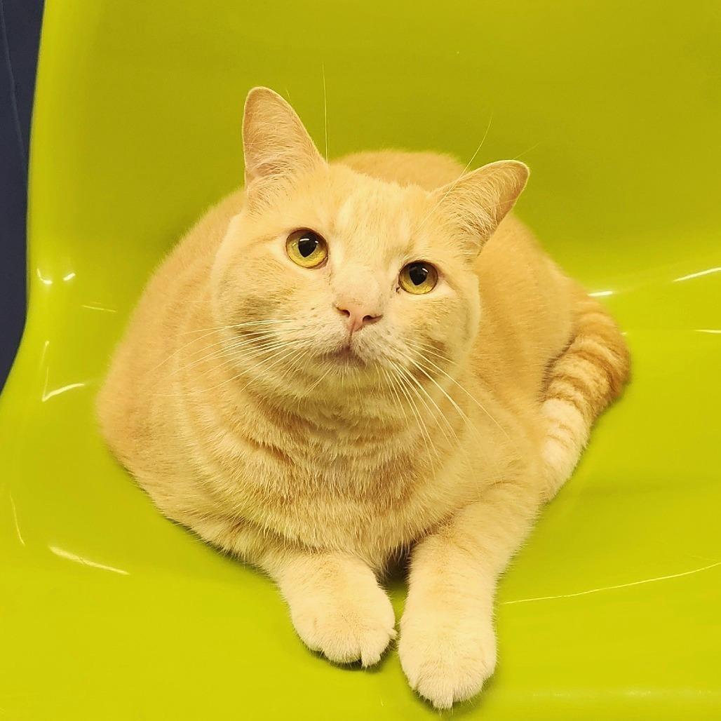 Enlarge Sol, a Adoptable Domestic Short Hair in Delaware, OH image 3/6