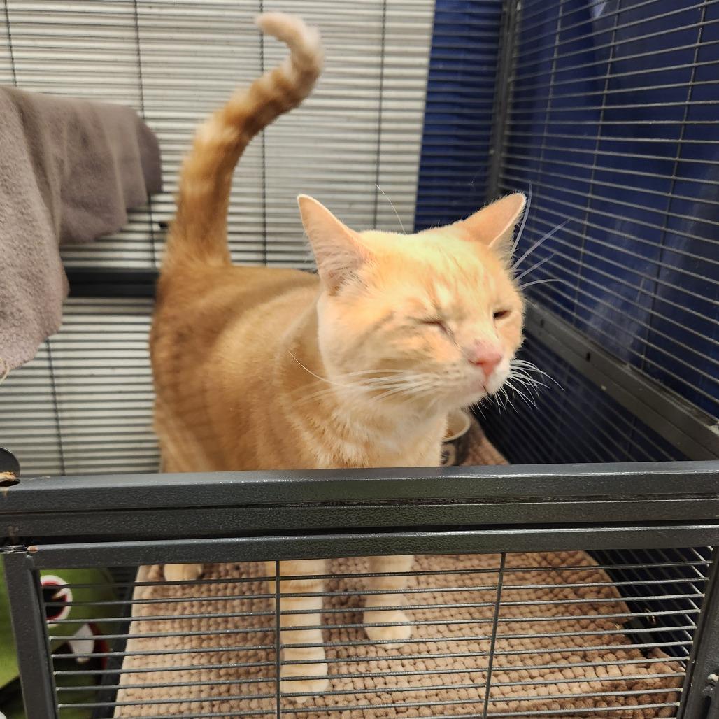 Enlarge Sol, a Adoptable Domestic Short Hair in Delaware, OH image 4/6