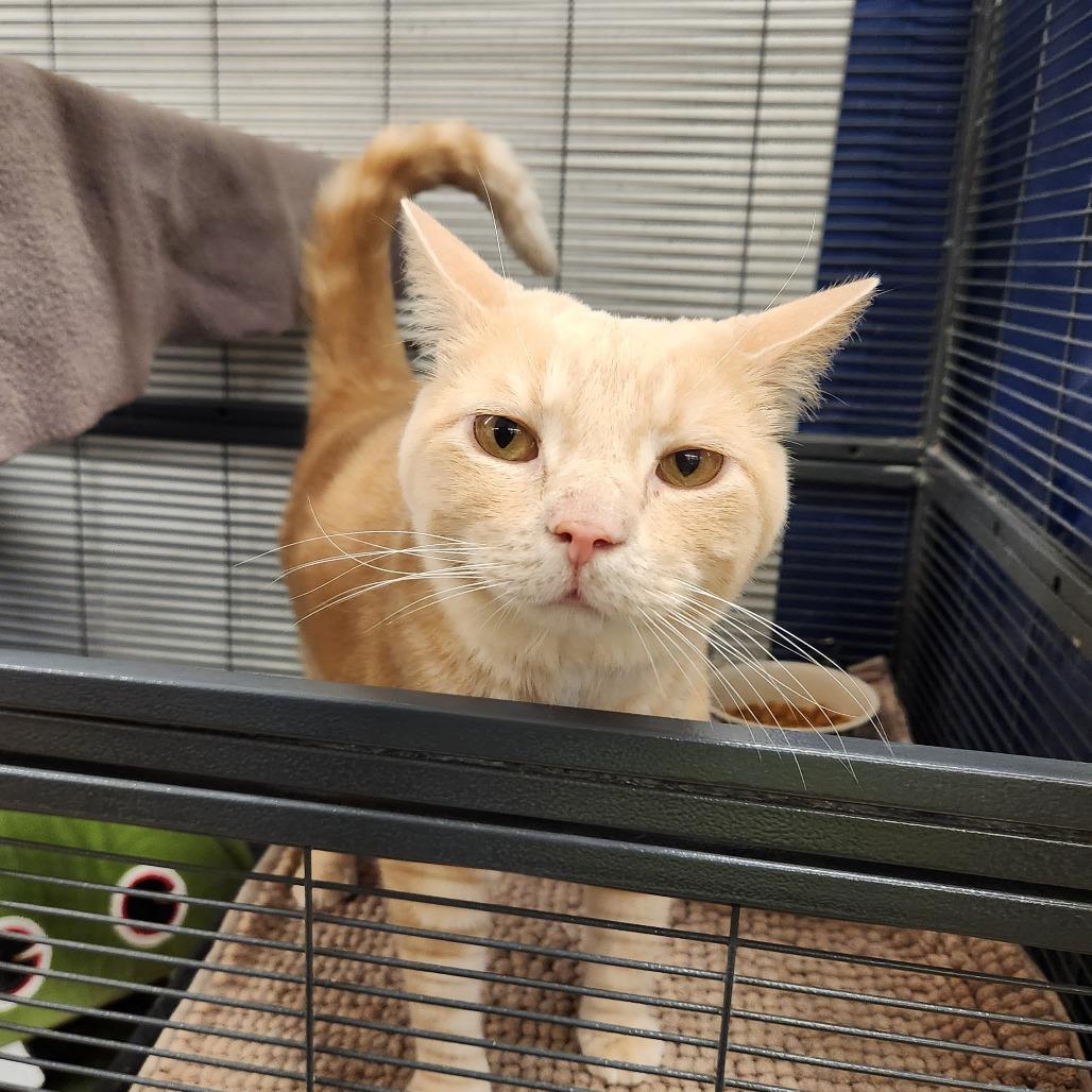 Enlarge Sol, a Adoptable Domestic Short Hair in Delaware, OH image 5/6