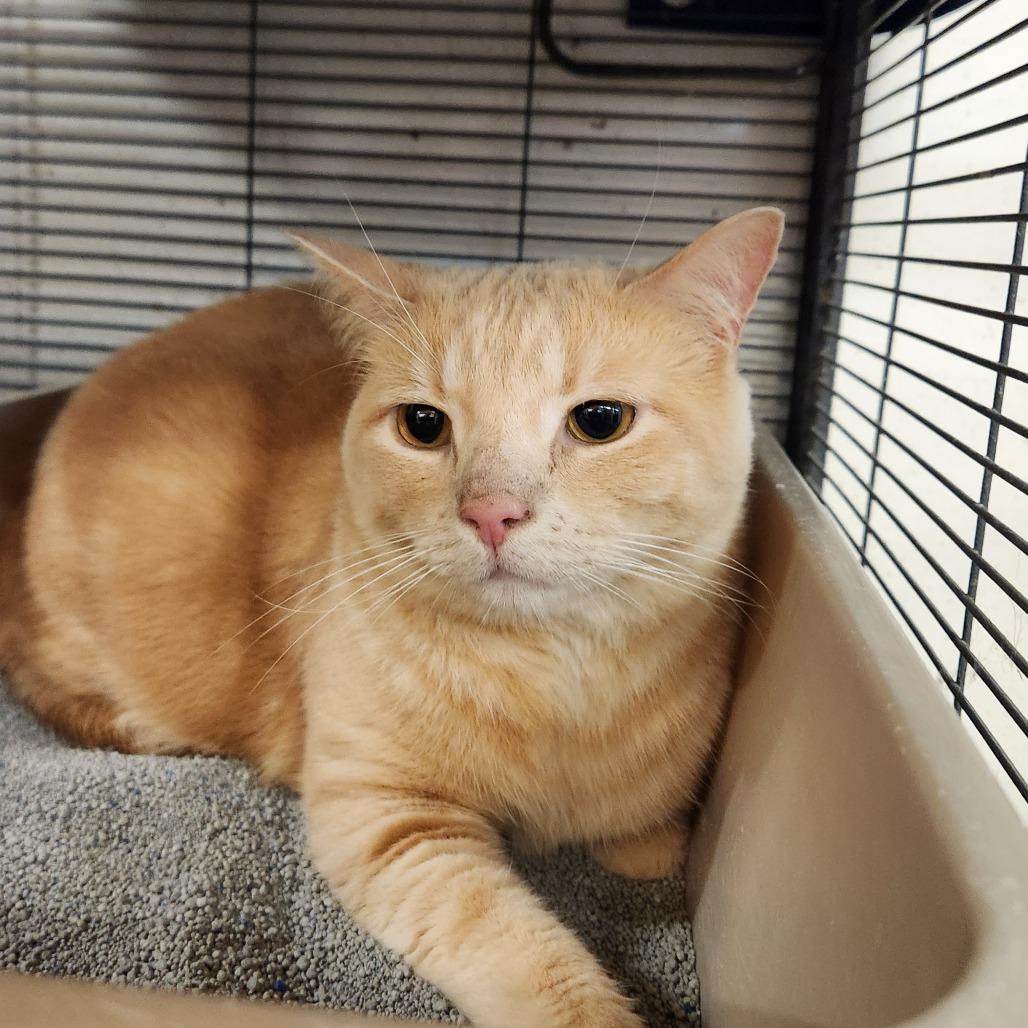 Enlarge Sol, a Adoptable Domestic Short Hair in Delaware, OH image 6/6