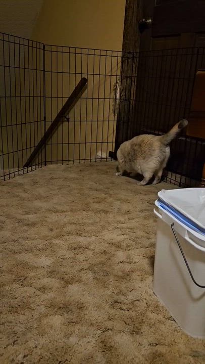 Enlarge Misty, a ADOPTABLE Siamese in Lees Summit, MO video 2/2