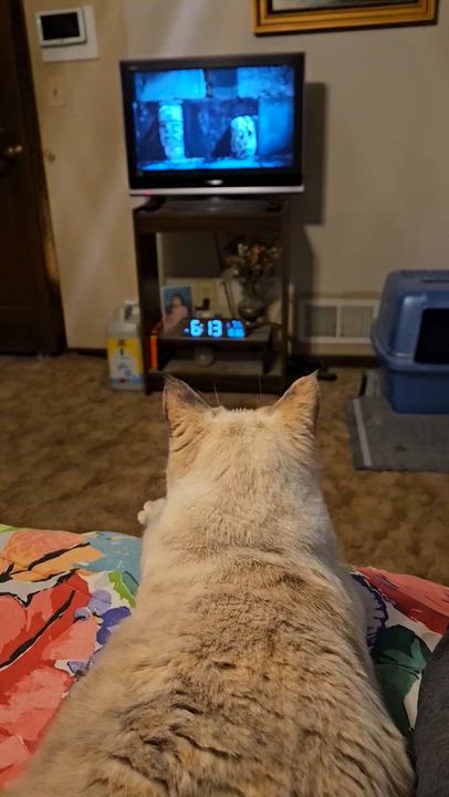 Enlarge Misty, a ADOPTABLE Siamese in Lees Summit, MO video 1/2