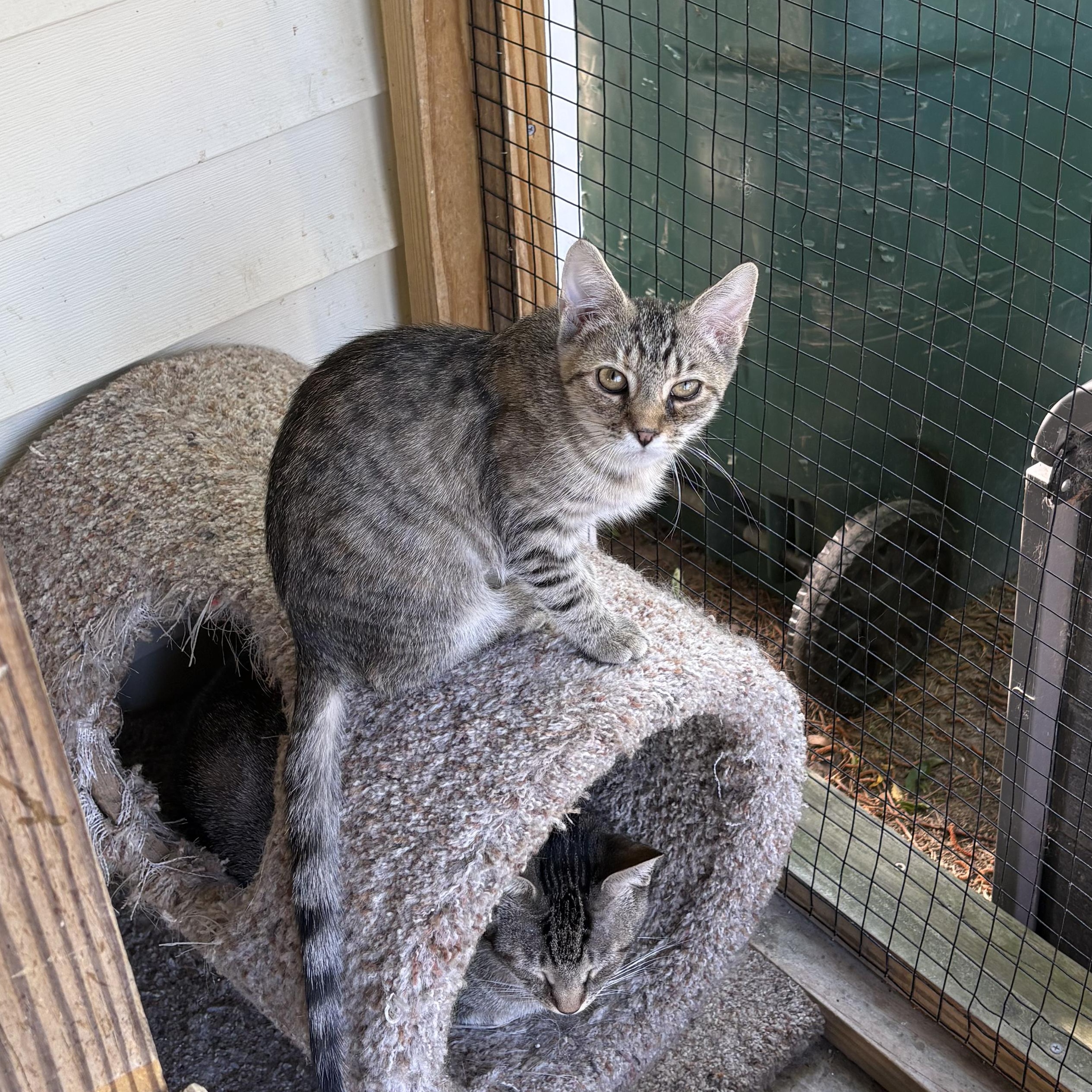 Enlarge Cherry Garcia , a Adoptable Tabby in Richmond, VA image 1/1