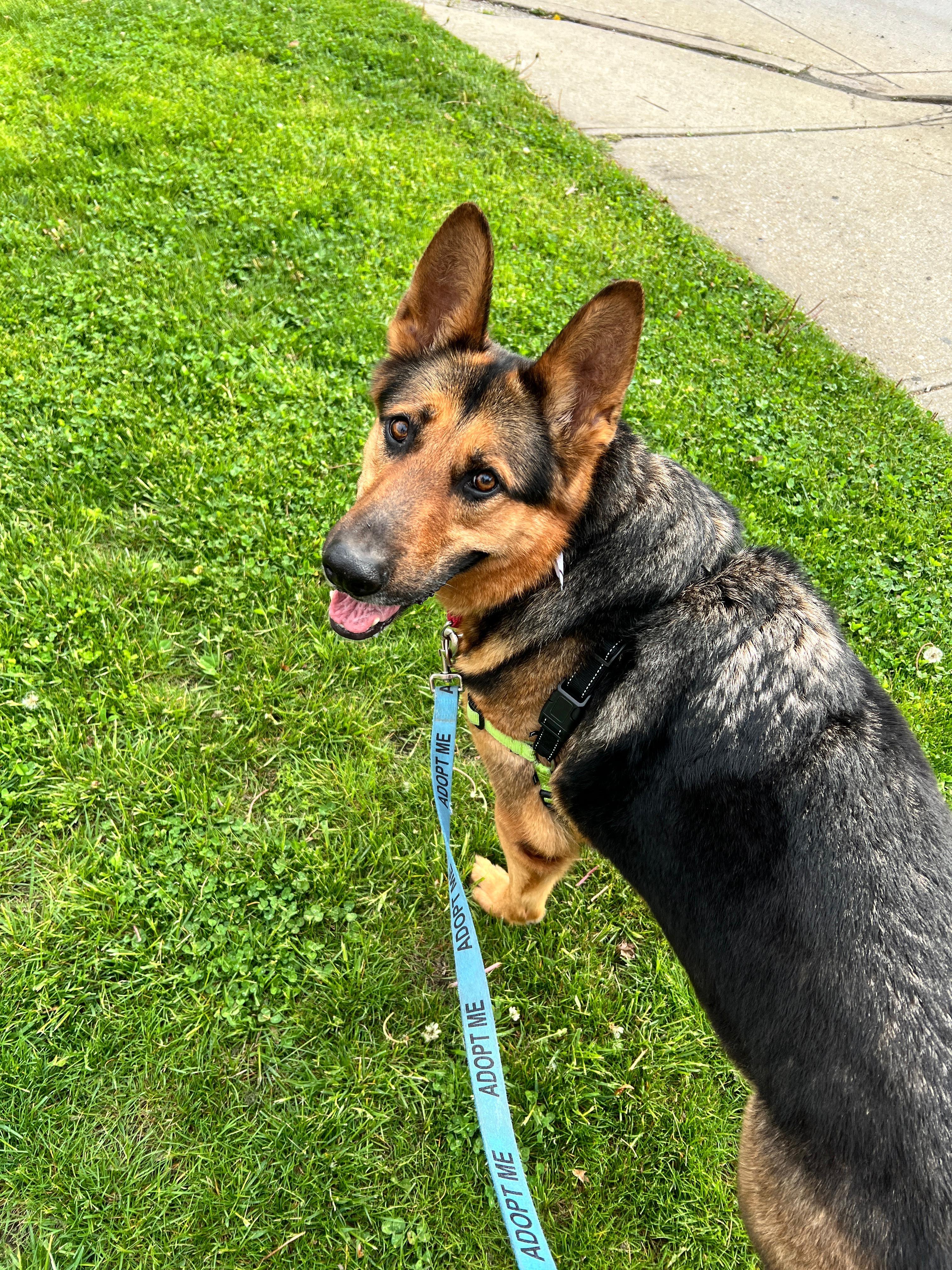 Enlarge Oakley, a ADOPTABLE German Shepherd Dog in Norwalk, CT image 5/5