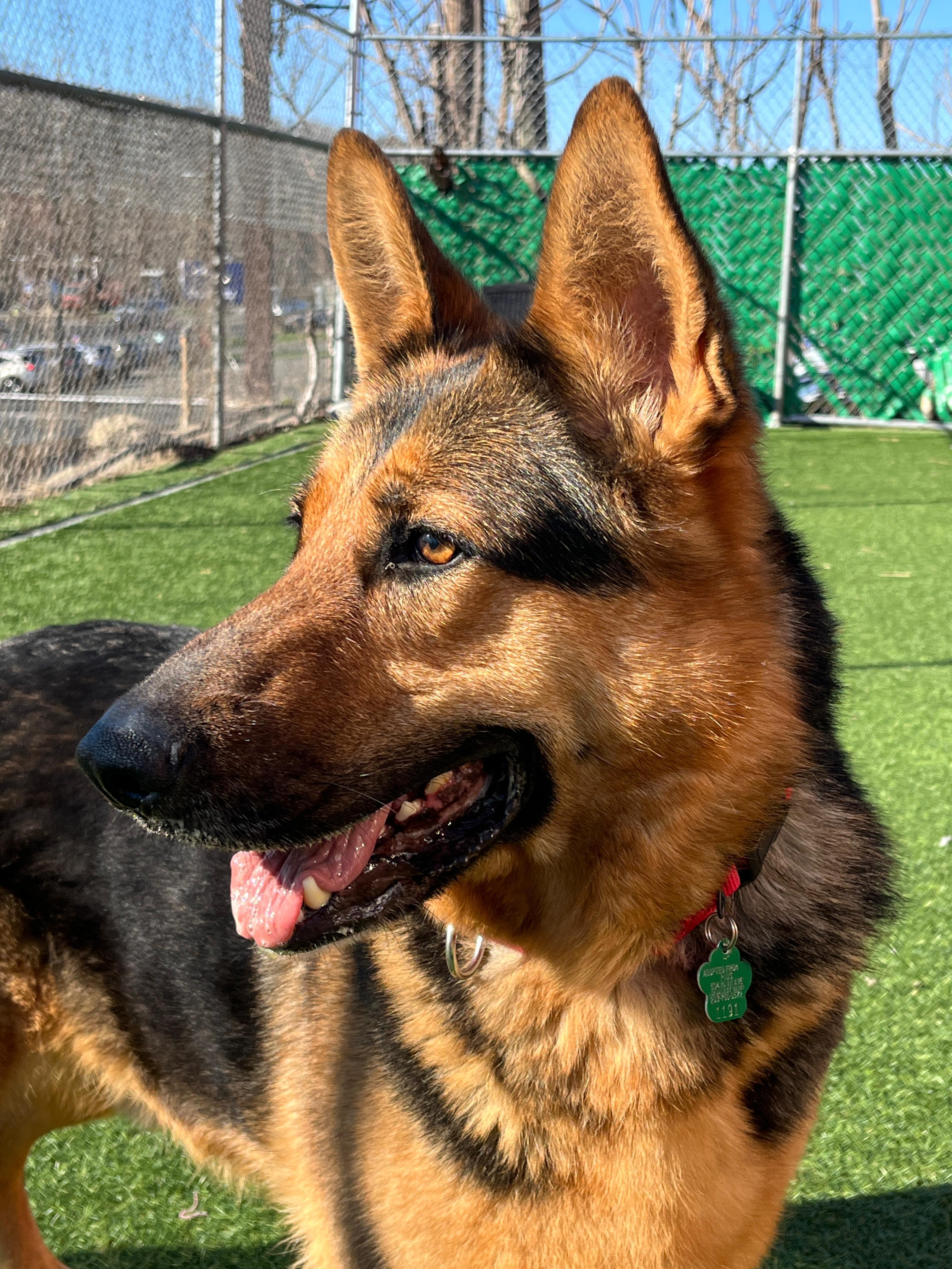 Enlarge Oakley, a ADOPTABLE German Shepherd Dog in Norwalk, CT image 5/5