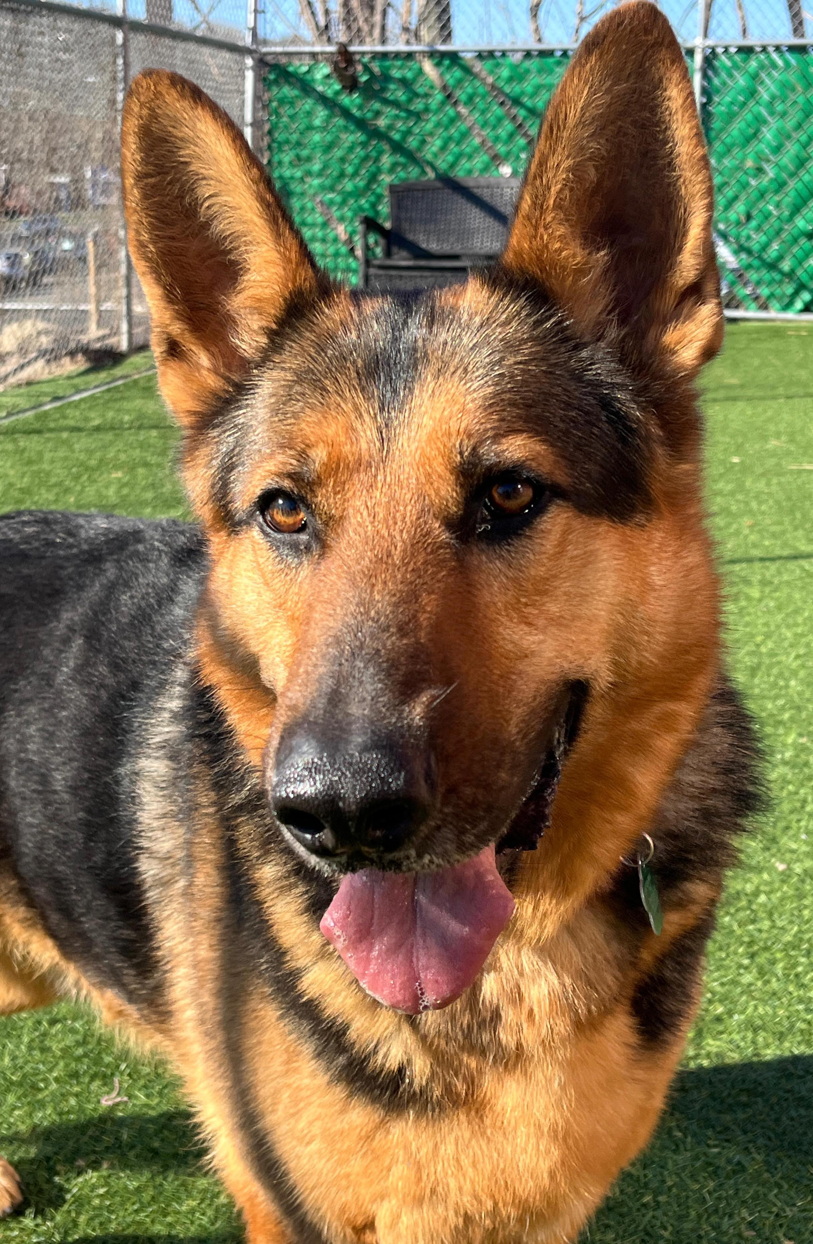 Enlarge Oakley, a ADOPTABLE German Shepherd Dog in Norwalk, CT image 3/5