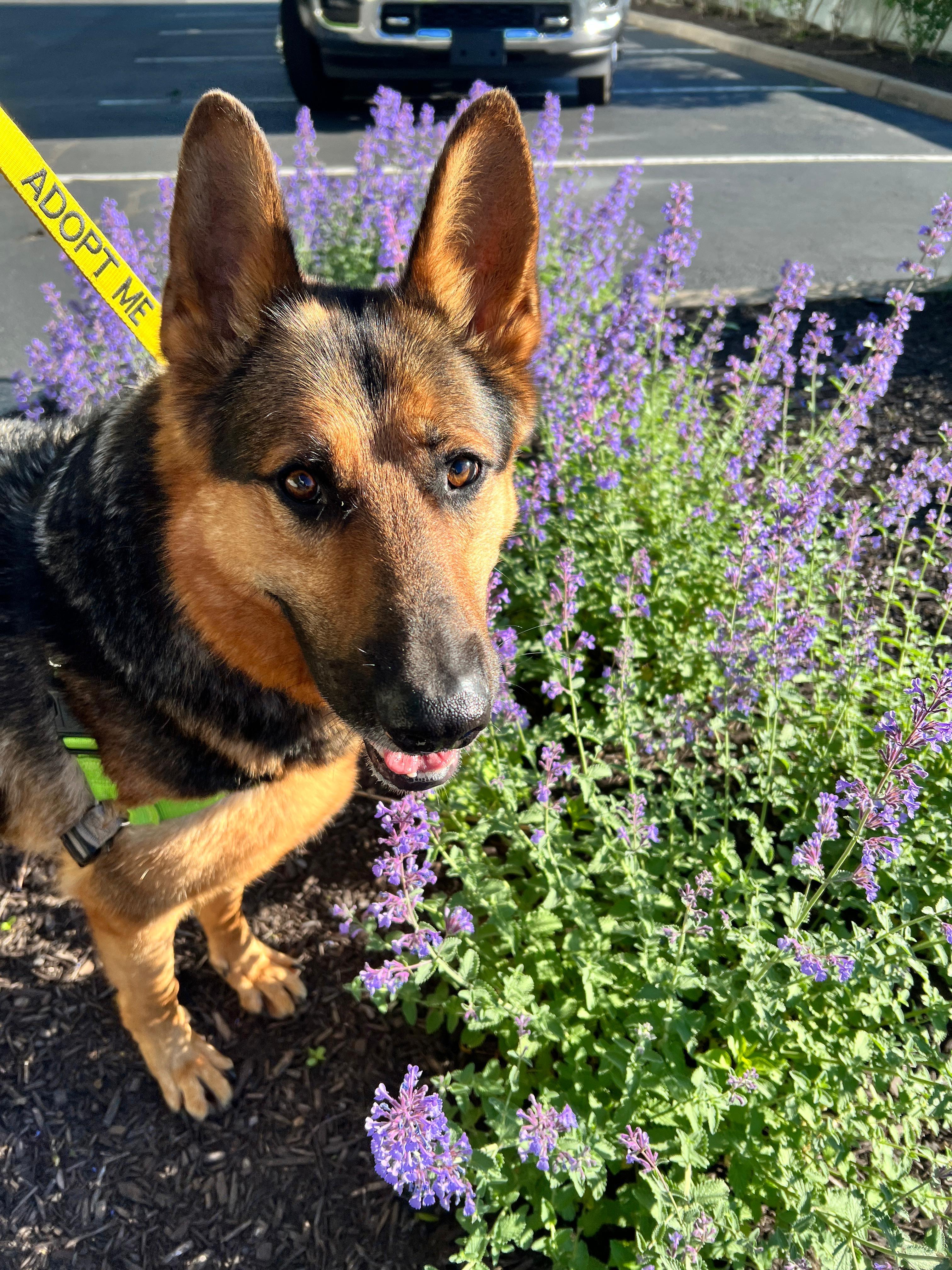 Oakley, ADOPTABLE, Adult Male German Shepherd Dog.