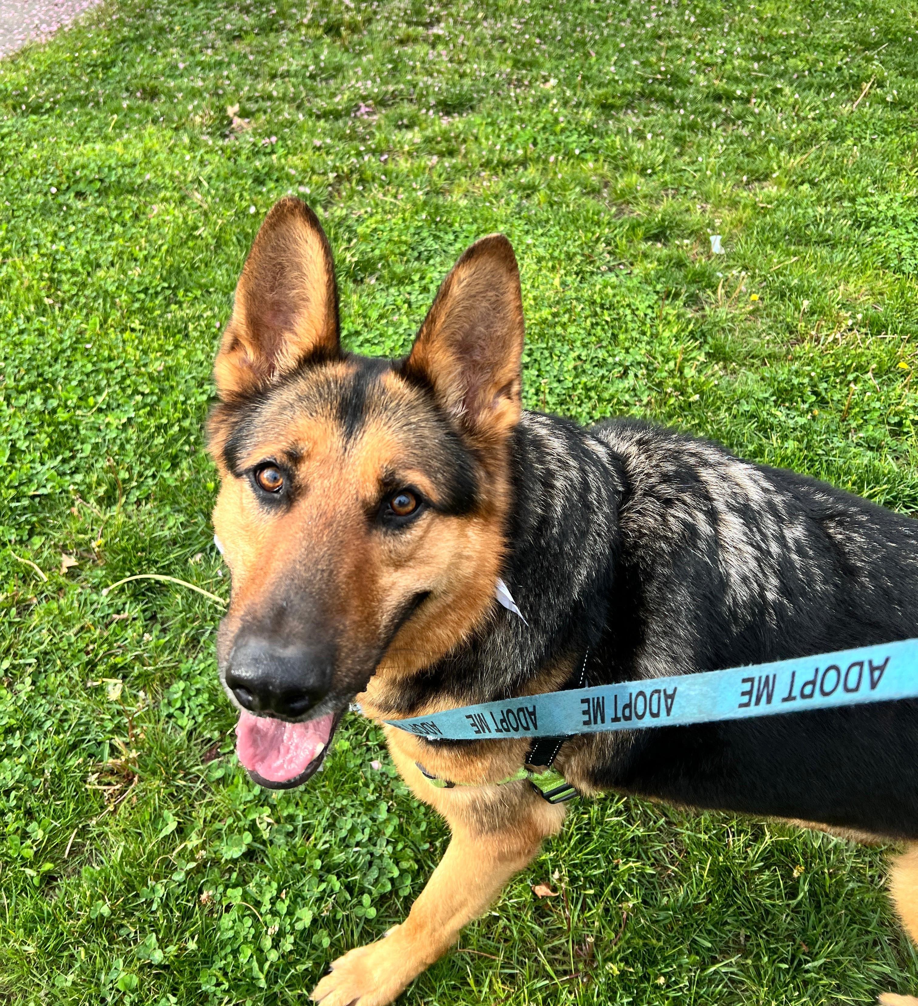 Enlarge Oakley, a ADOPTABLE German Shepherd Dog in Norwalk, CT image 3/5