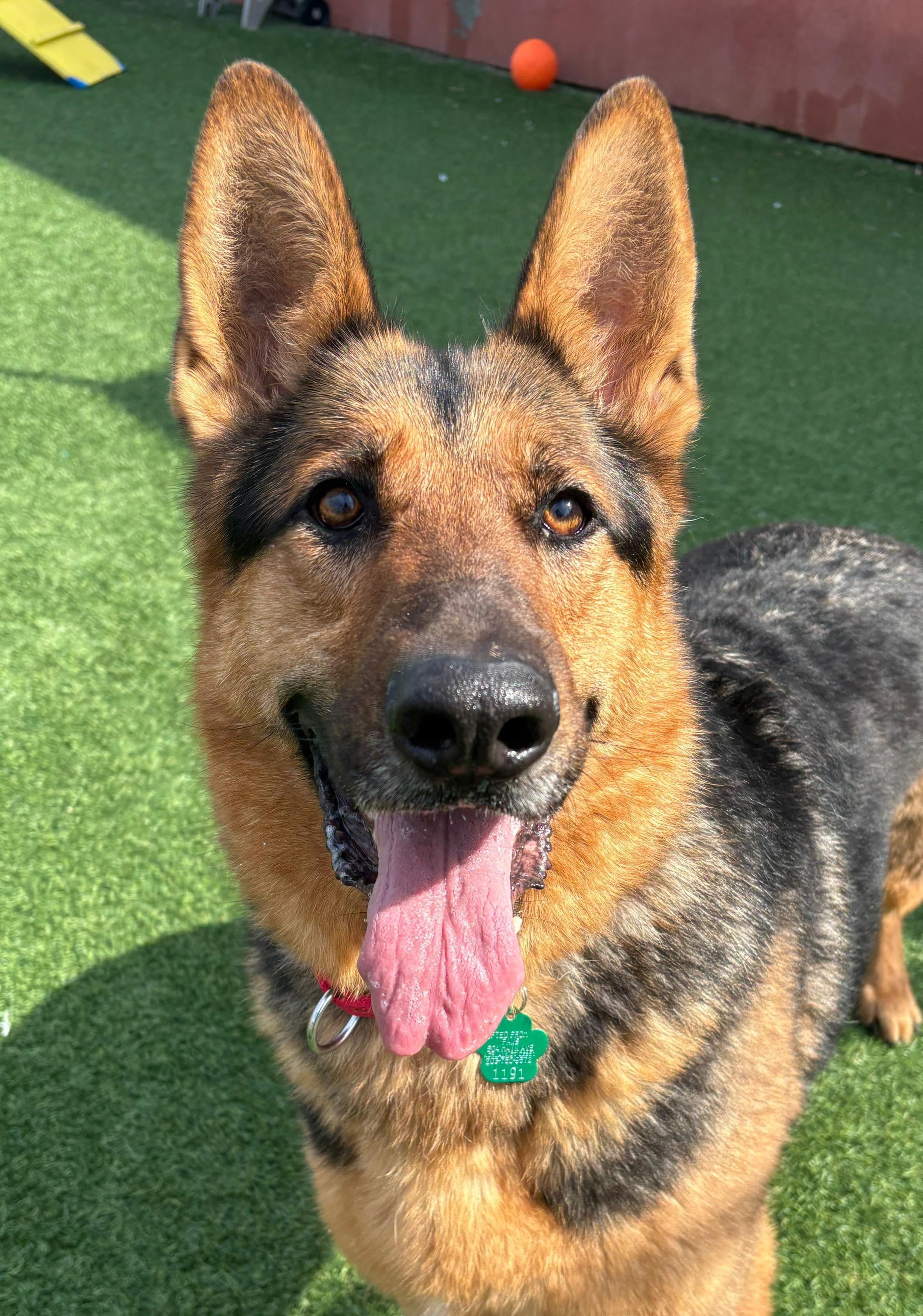 Oakley, ADOPTABLE, Adult Male German Shepherd Dog.