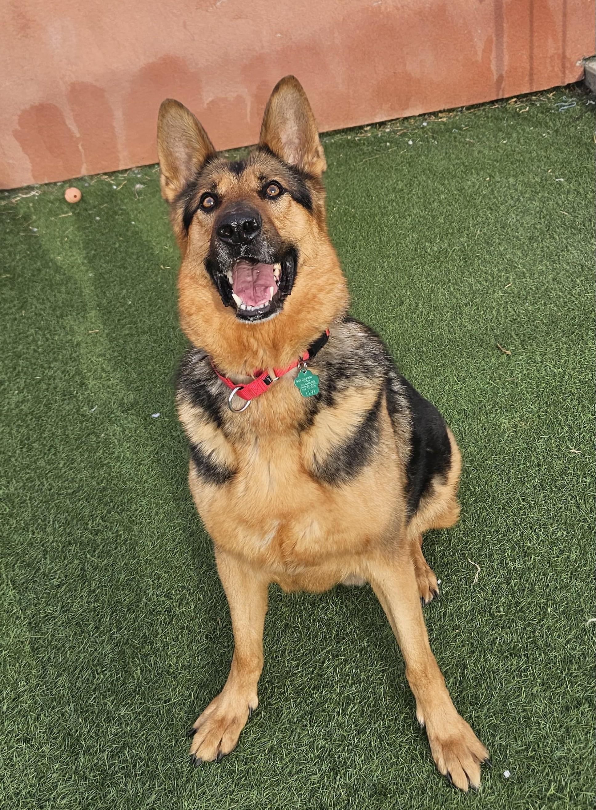 Enlarge Oakley, a ADOPTABLE German Shepherd Dog in Norwalk, CT image 4/5