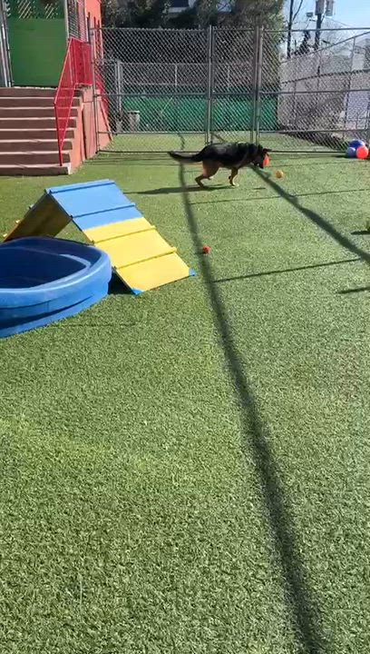 Enlarge Oakley, a ADOPTABLE German Shepherd Dog in Norwalk, CT video 2/5