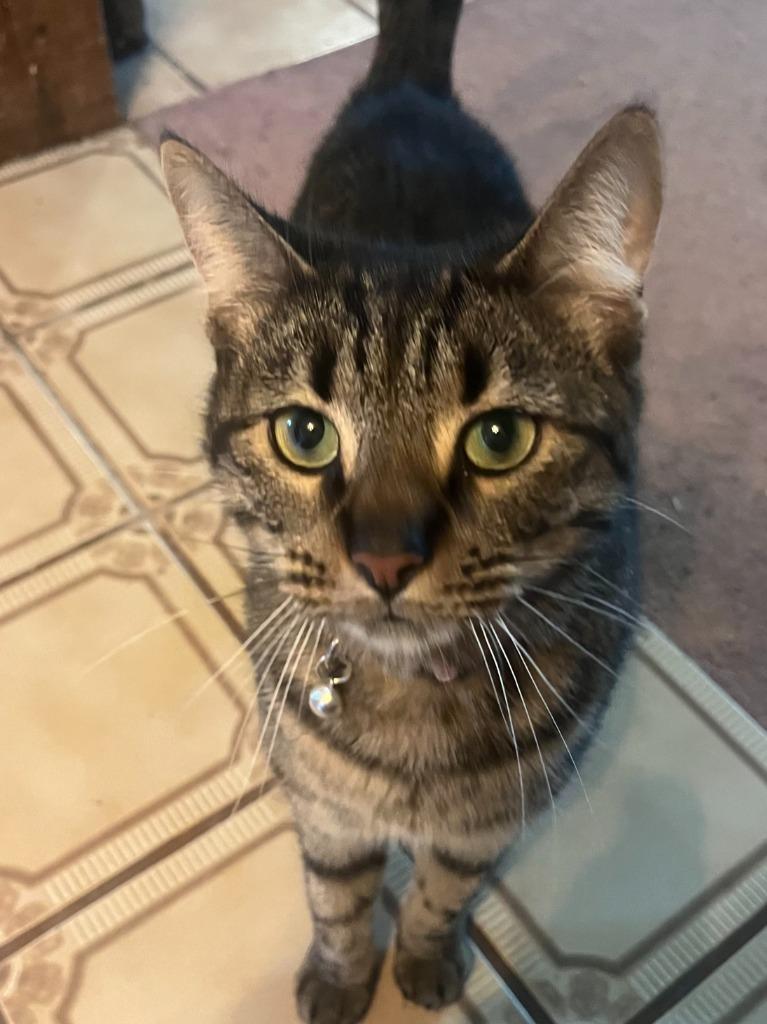 Beautie, Adoptable, Adult Female Domestic Short Hair.