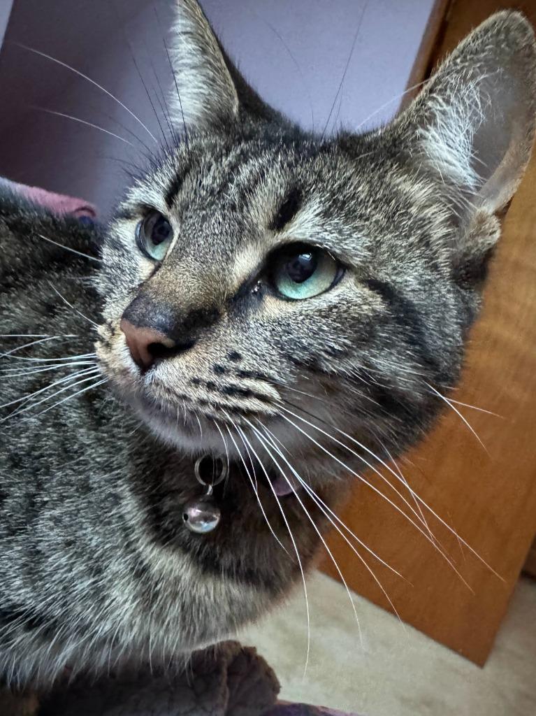 Enlarge Beautie, a Adoptable mixed breed in Hagaman, NY image 3/3