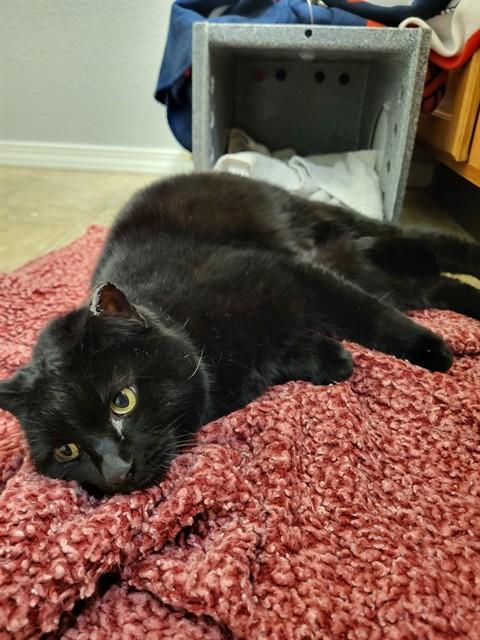 Enlarge JUPITER, a Adoptable Domestic Short Hair in Colorado Springs, CO image 1/1