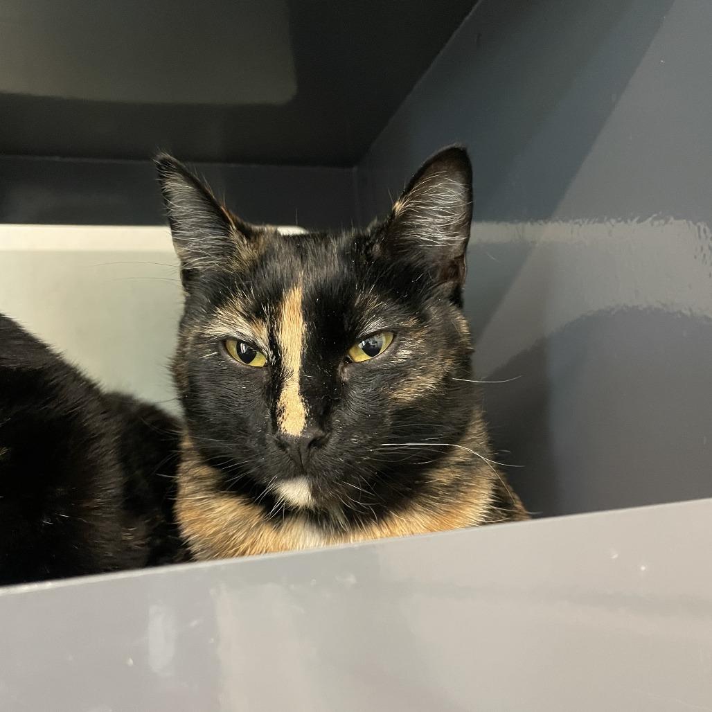 Beyonce, Adoptable, Young Female Domestic Short Hair.