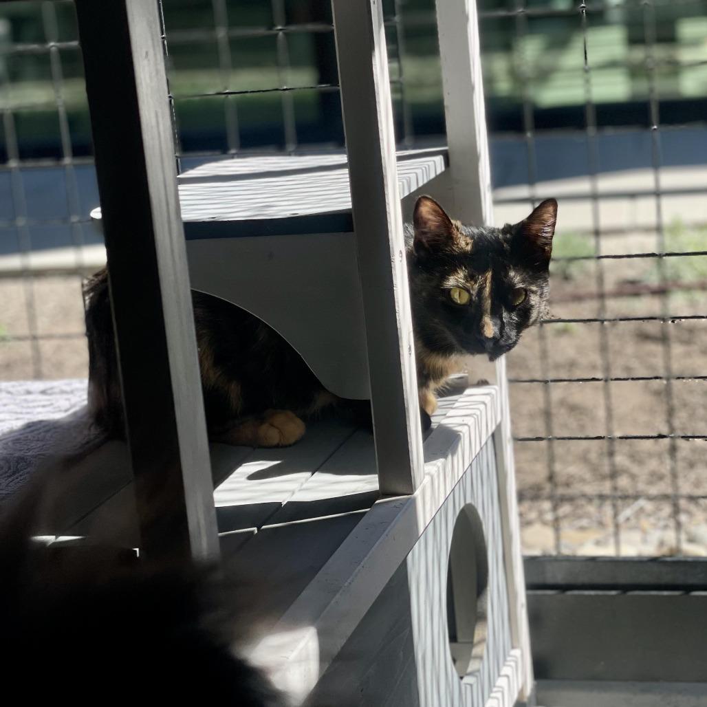 Enlarge Beyonce, a Adoptable Domestic Short Hair in Hailey, ID image 2/5