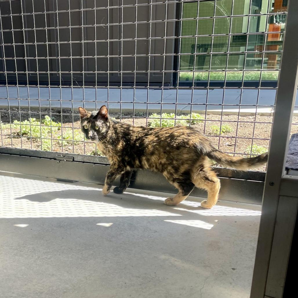Enlarge Beyonce, a Adoptable Domestic Short Hair in Hailey, ID image 3/5