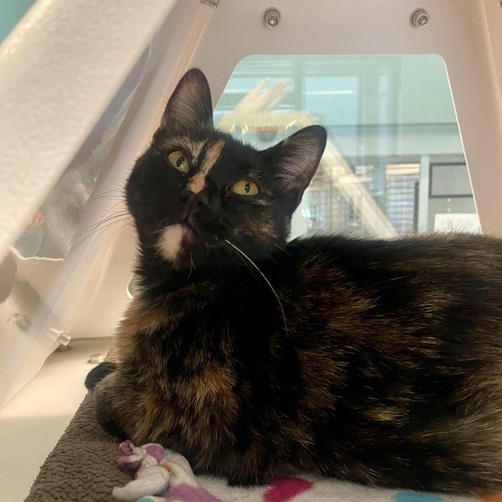 Enlarge Beyonce, a Adoptable Domestic Short Hair in Hailey, ID image 4/5