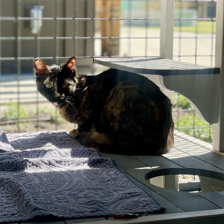 Enlarge Beyonce, a Adoptable Domestic Short Hair in Hailey, ID image 5/5