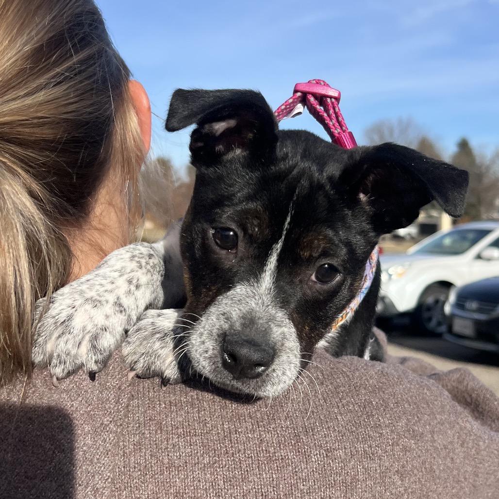Baylee, Adoptable, Puppy Female Australian Cattle Dog / Blue Heeler.