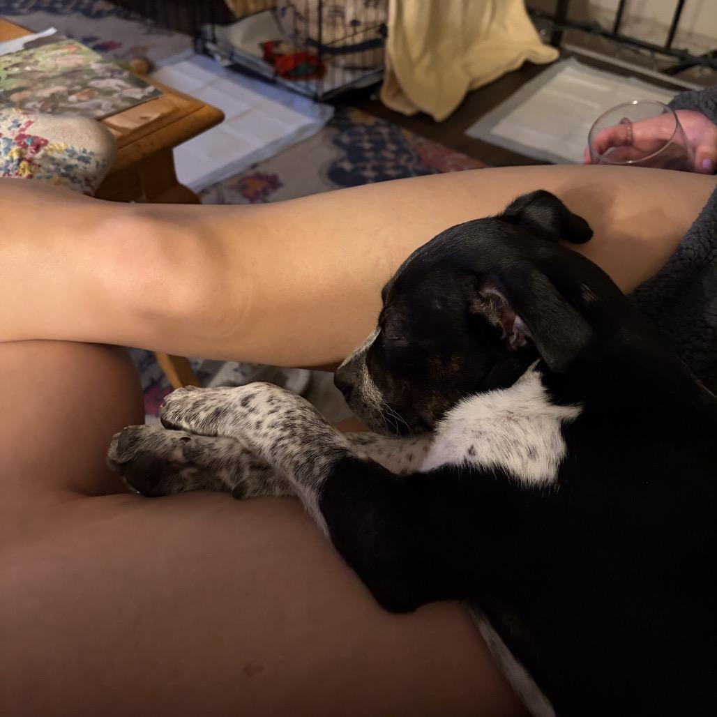 Enlarge Baylee, a Adoptable mixed breed in Fort Collins, CO image 2/6