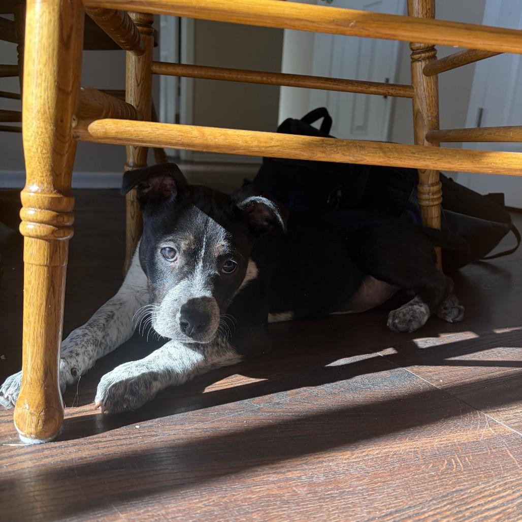 Enlarge Baylee, a Adoptable mixed breed in Fort Collins, CO image 3/6