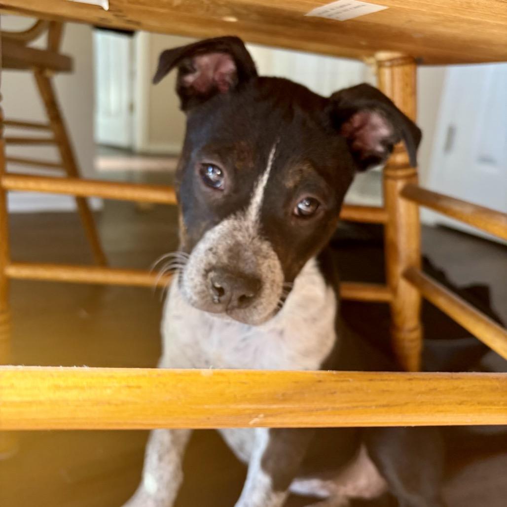 Enlarge Baylee, a Adoptable mixed breed in Fort Collins, CO image 4/6